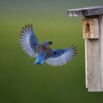 Understand Bluebirds & Tree Swallows • BirdHouseSupply.com