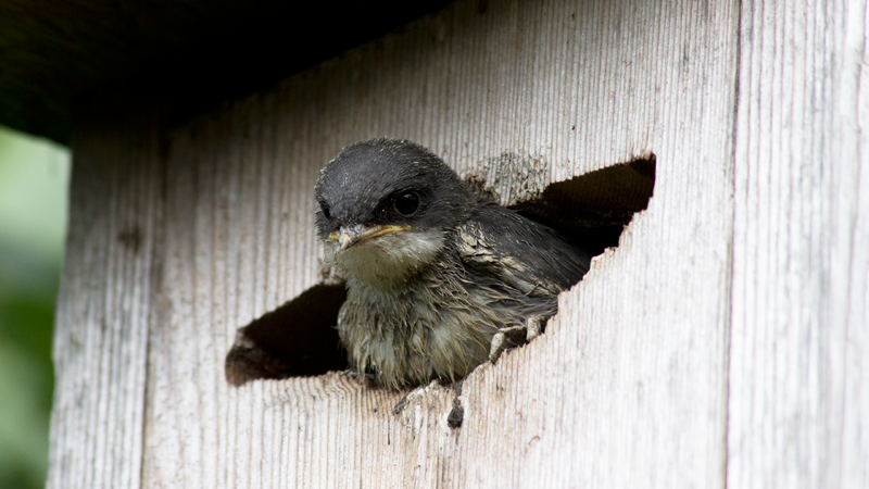Understand Bluebirds Tree Swallows, Sparrow Proof Bluebird House Plans