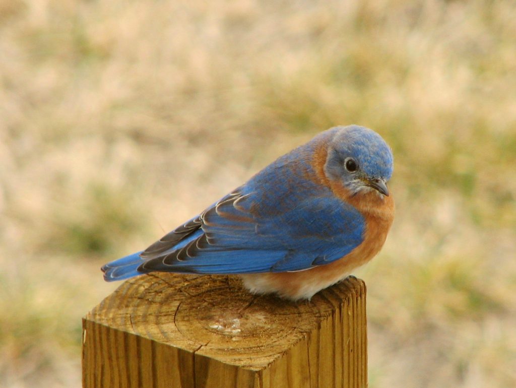 How to Attract Bluebirds to Birdhouses •