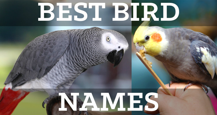 Best Pet Bird Names List - Lists by Gender, Cuteness, & Popularity
