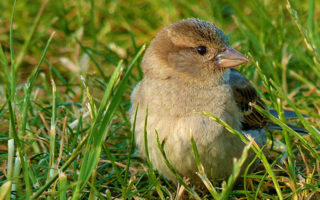 Stop Birds From Eating Grass Seed