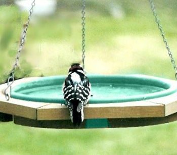 Songbird Essentials Mini Hanging Bird Bath - 14 inch