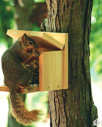 Woodlink Squirrel Munch Box Feeder