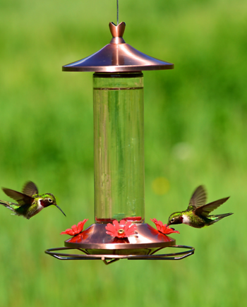 Perky Pet Elegant Copper Glass Hummingbird Feeder with Free Nectar