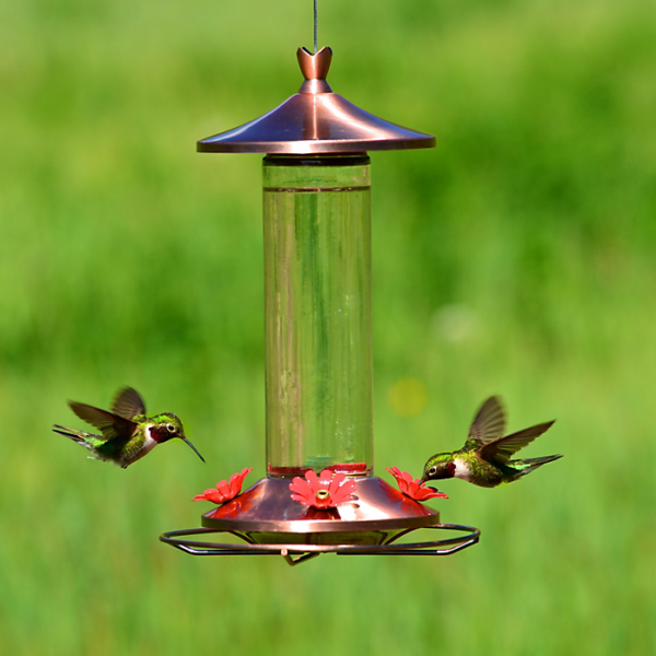 Perky Pet Elegant Copper Glass Hummingbird Feeder with Free Nectar